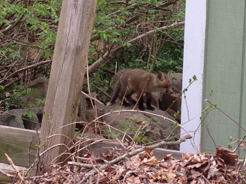 red fox pup tail tip